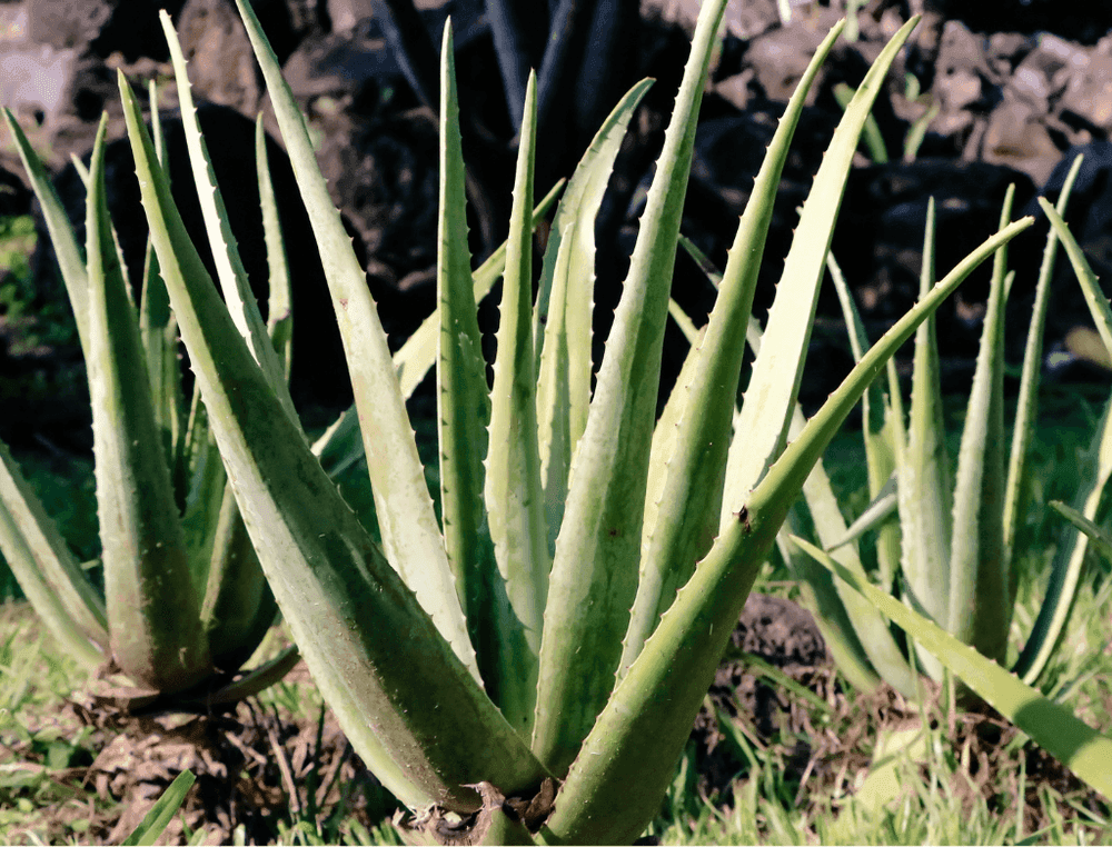 Aloe vera: el elixir vegetal