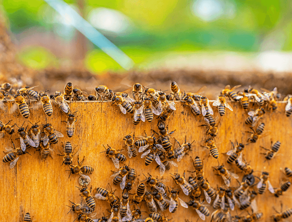 Apitherapy: the treasures of the beehive at the service of your health