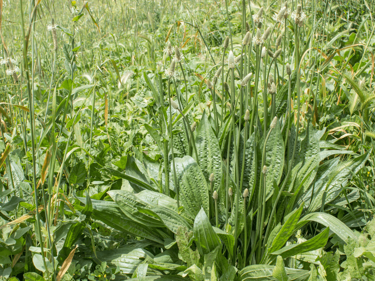 Spring Allergies and Natural Actives